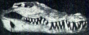 Cranio di crocodylus niloticus